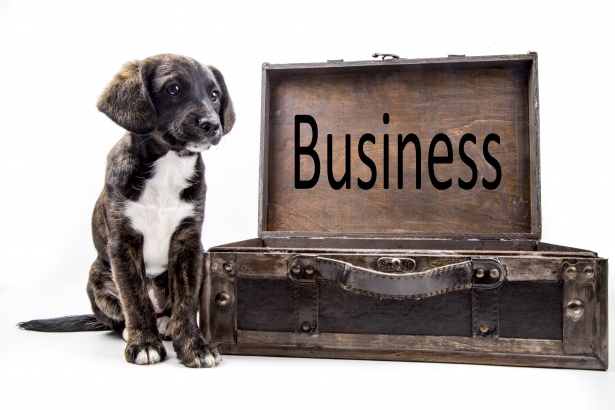 pet business