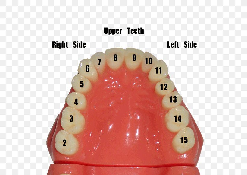 tooth number chart