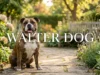 Walter Dog Explained: Nelson’s Real Name, Breed, Meme Origin, Viral Story, Internet Fame, and the Complete Background Behind the Famous Dog Walter Dog